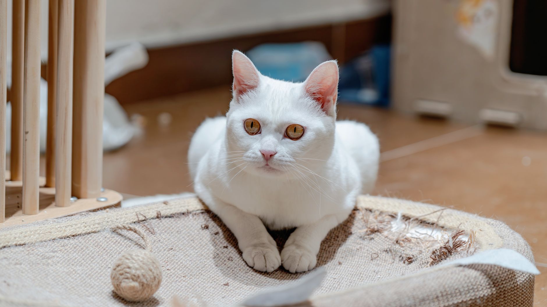 Bartonella clarridgeiae : la bactérie transmise par les chats et leurs puces