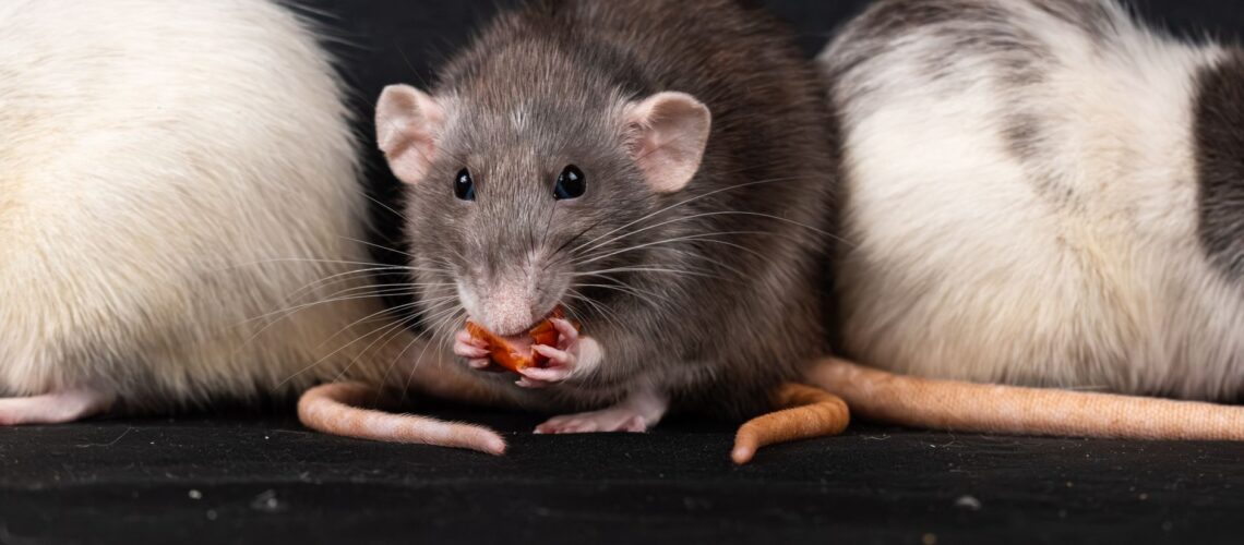Three domestic rats, including a gray rat, enjoying a snack in a close-up shot.