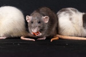 Bartonella elizabethae : la bactérie transmise par les puces de rat