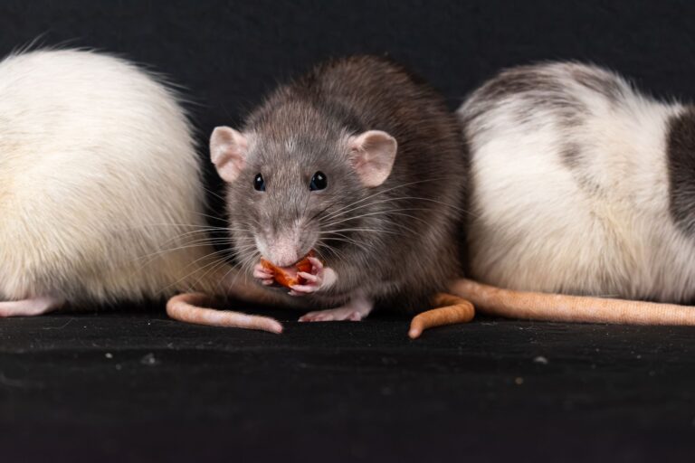 Bartonella elizabethae : la bactérie transmise par les puces de rat