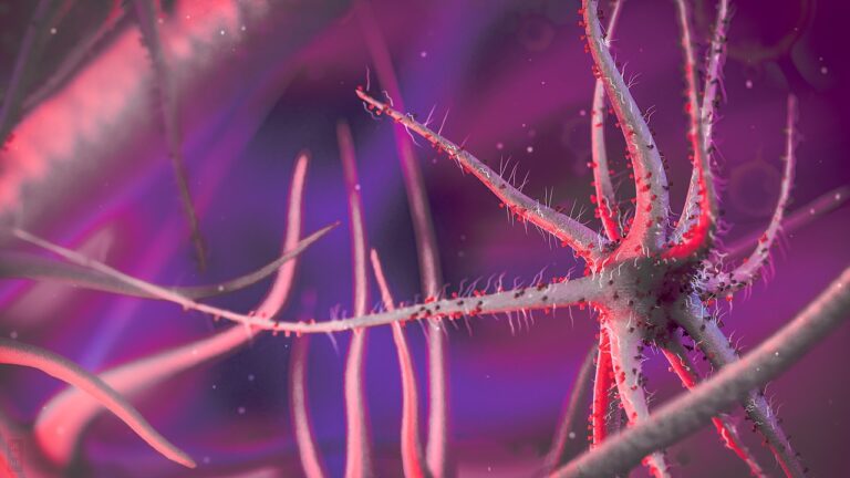 Bartonella quintana : la bactérie de la fièvre des tranchées