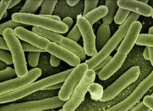 Bêta-lactamases : comprendre les enzymes de résistance aux antibiotiques