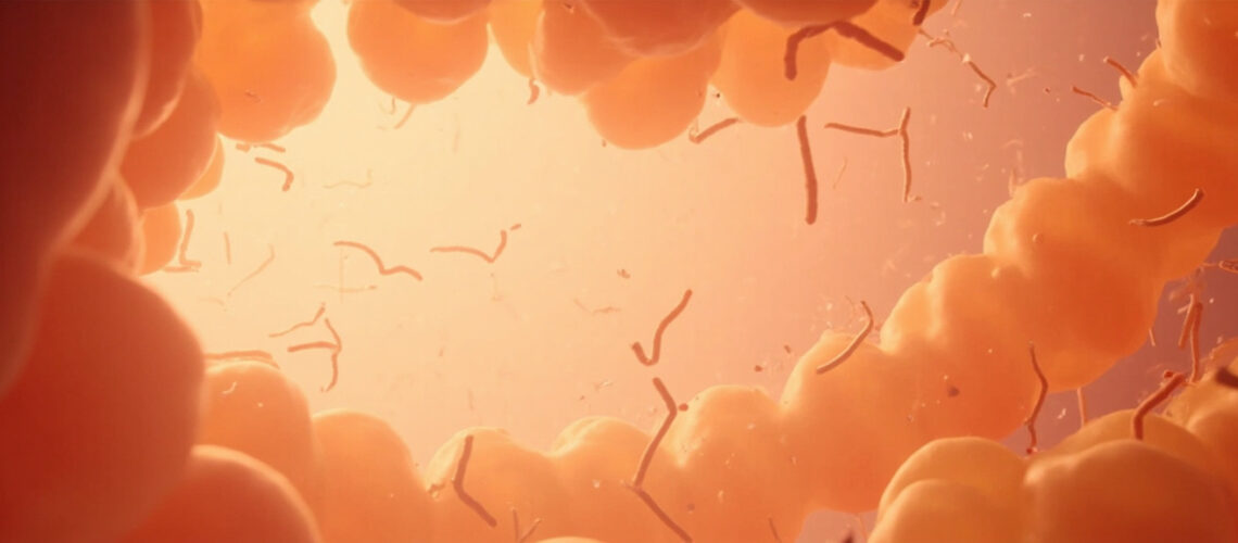 Bifidobacterium : rôle, bienfaits et utilisations de cette bactérie essentielle
