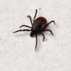 Borrelia burgdorferi : la bactérie responsable de la maladie de Lyme