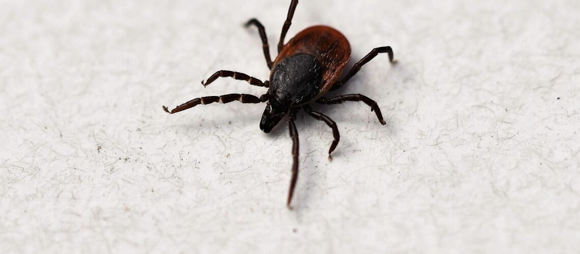 Borrelia burgdorferi : la bactérie responsable de la maladie de Lyme