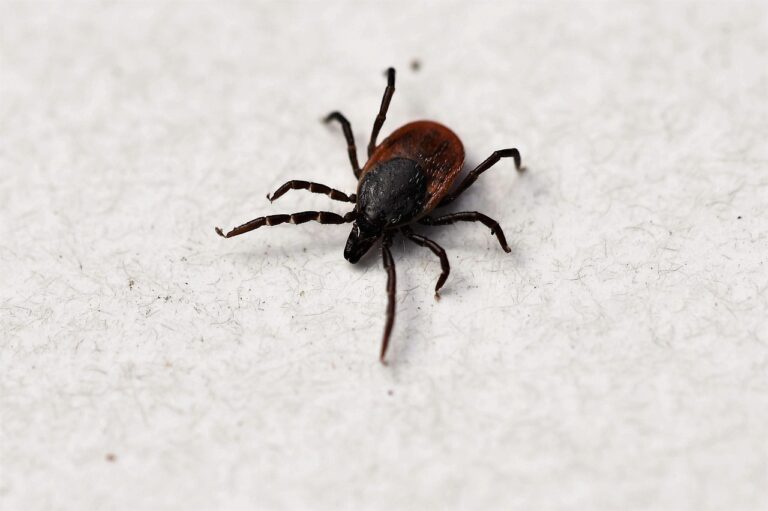 Borrelia burgdorferi : la bactérie responsable de la maladie de Lyme