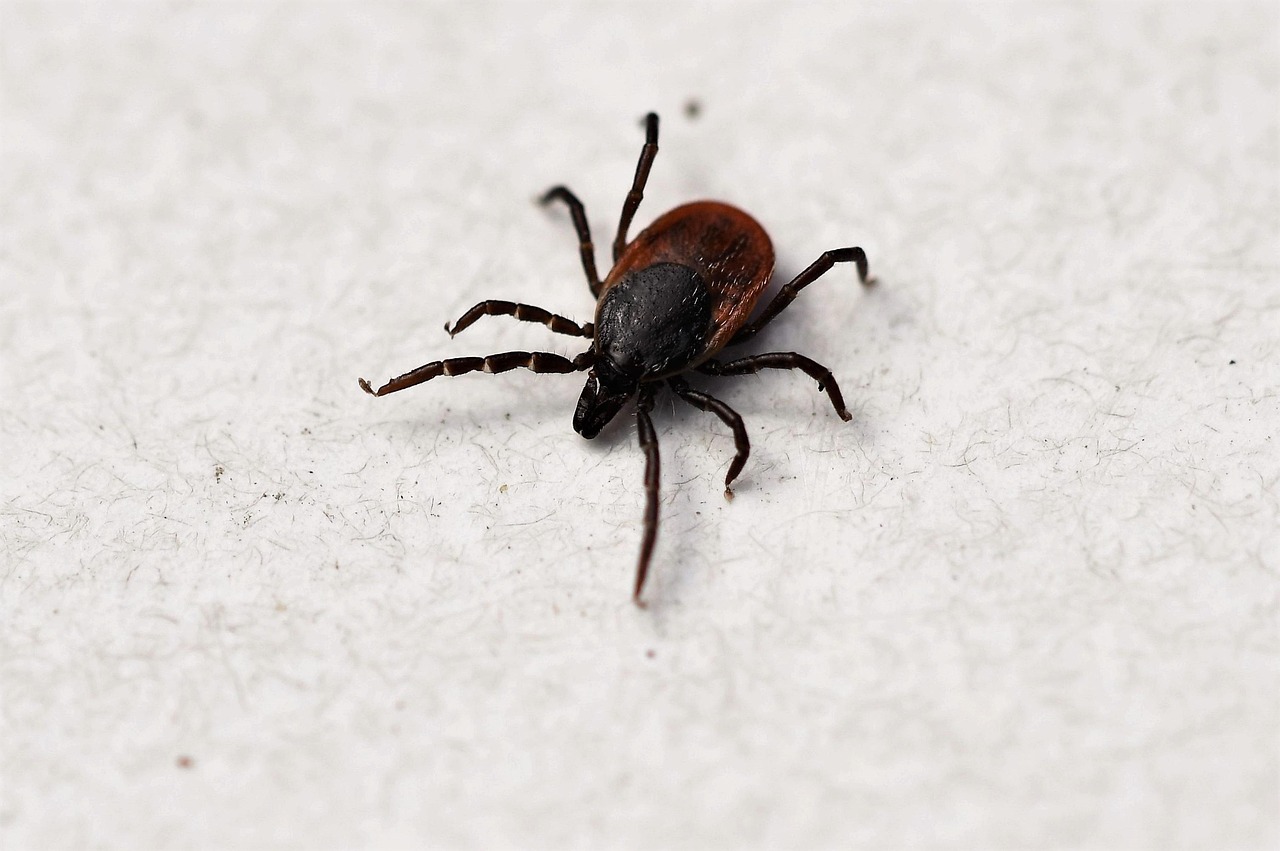 Borrelia burgdorferi : la bactérie responsable de la maladie de Lyme