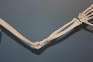 Bourse olécrânienne : anatomie, fonctions et pathologies