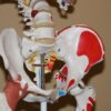 Bourse trochanterienne : anatomie, fonctions et pathologies associées