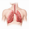 Bronche principale droite : anatomie, fonction et pathologies