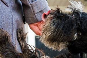Capnocytophaga : tout savoir sur cette bactérie transmise par les animaux
