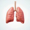 Carcinome thymique : causes, symptômes, diagnostic et traitements