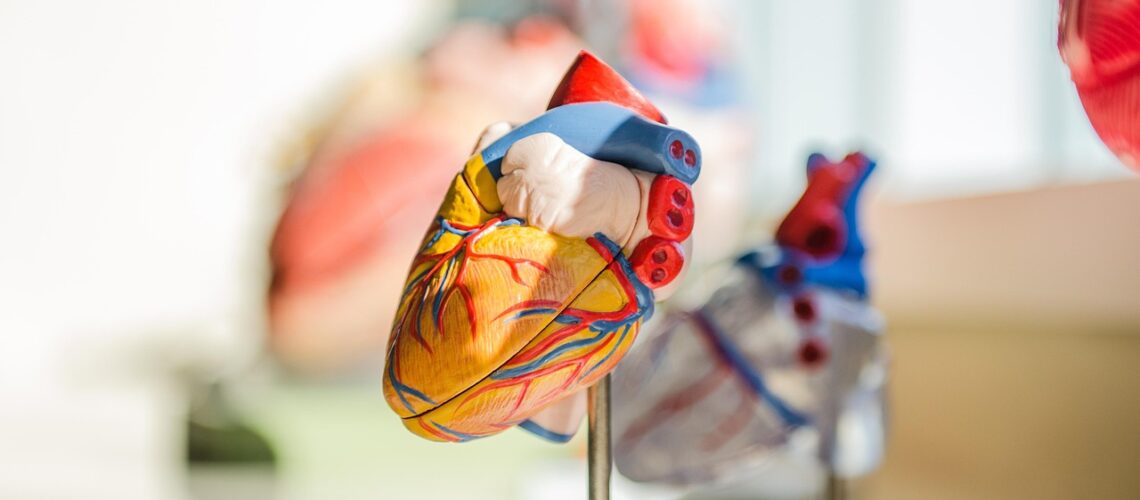 Cardiomyopathie restrictive : comprendre cette maladie rare du muscle cardiaque