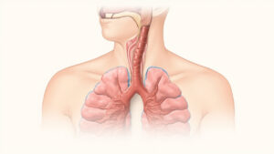 Carène trachéale : anatomie, fonctions et pathologies