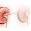 Clairance de la créatinine : comprendre et évaluer sa fonction rénale