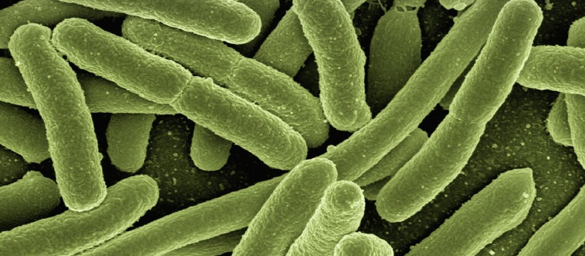 Clostridium histolyticum : bactérie redoutable et ses applications thérapeutiques