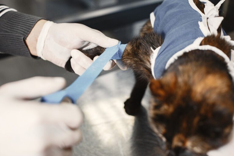 Coronavirus félin : comprendre la péritonite infectieuse féline (FIP)