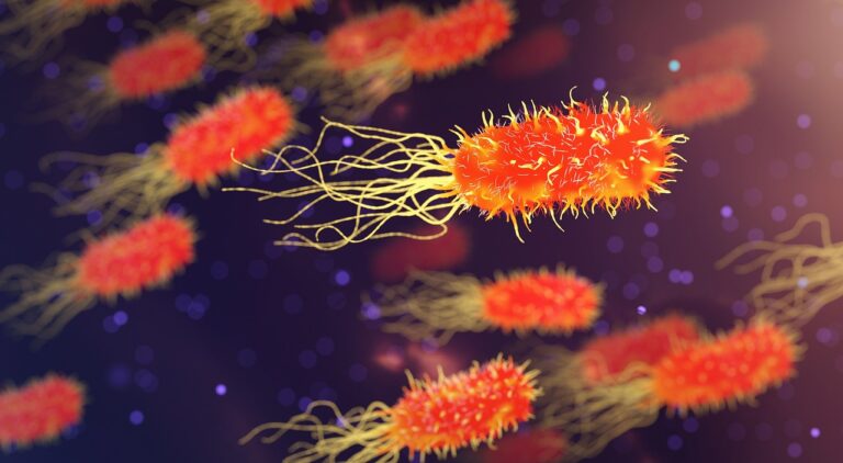 Corynebacterium pseudotuberculosis : tout savoir sur cette bactérie zoonotique