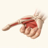 Court fléchisseur du pouce : anatomie, fonctions et pathologies