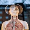 Entérocèle : causes, symptômes, diagnostic et traitements