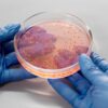 Close-up of gloved hands holding a petri dish with bacterial culture in a lab setting.
