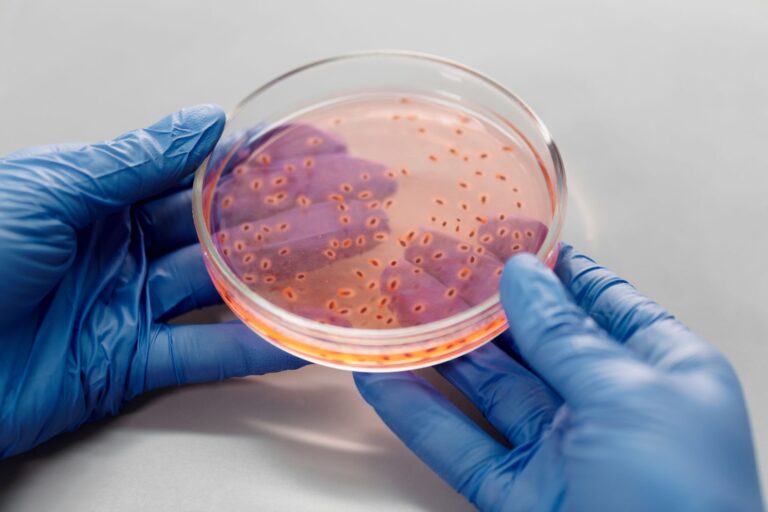 Enterococcus hirae : tout comprendre sur cette bactérie opportuniste