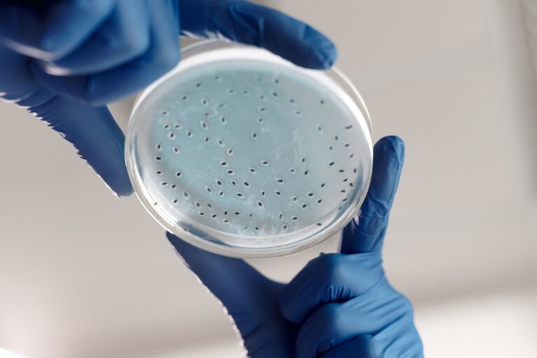 Escherichia hermannii : une bactérie émergente à connaître