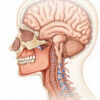 Espace sous-arachnoidien : anatomie, fonctions et pathologies