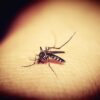 Filariose lymphatique : causes, symptômes, diagnostic et traitement