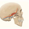 Foramen Rotundum : Anatomie, Contenu Nerveux et Implications Cliniques