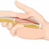 Gaine des doigts : anatomie, fonctions et pathologies