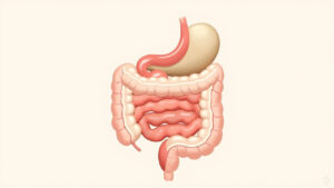 Glutamine et intestin : rôle, bienfaits et complications évitées