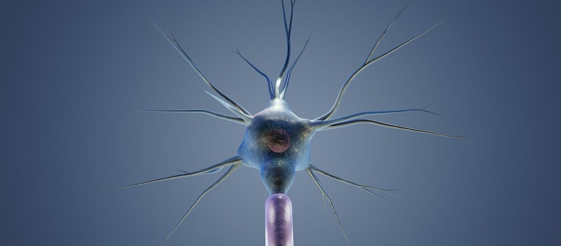 Grandes lèvres : anatomie, fonction et hygiène