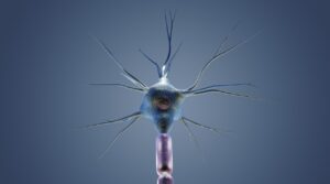 Grandes lèvres : anatomie, fonction et hygiène