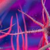 Grippe B Yamagata : tout savoir sur ce lignage viral