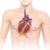 Insuffisance mitrale : causes, symptômes, diagnostic et traitements