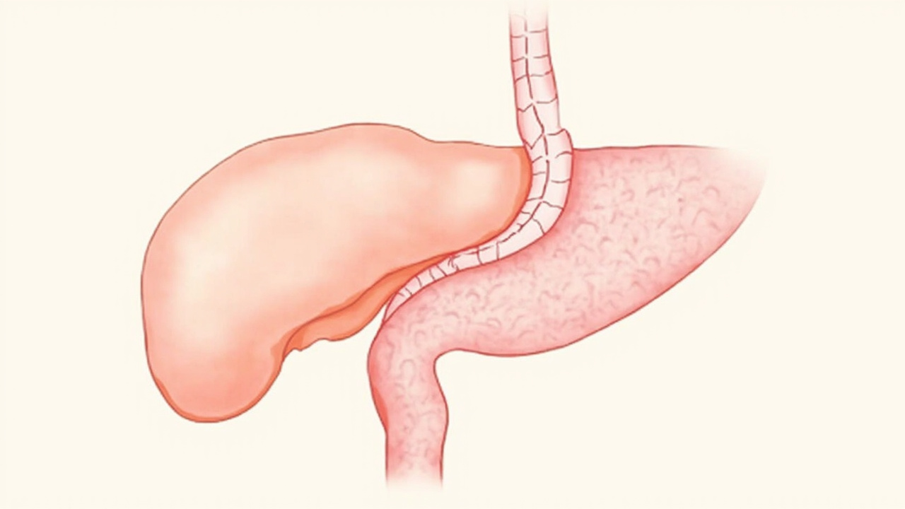 Insuffisance pancréatique exocrine : causes, symptômes et prise en charge