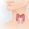 Iode et thyroïde : comprendre le rôle, les besoins et le traitement