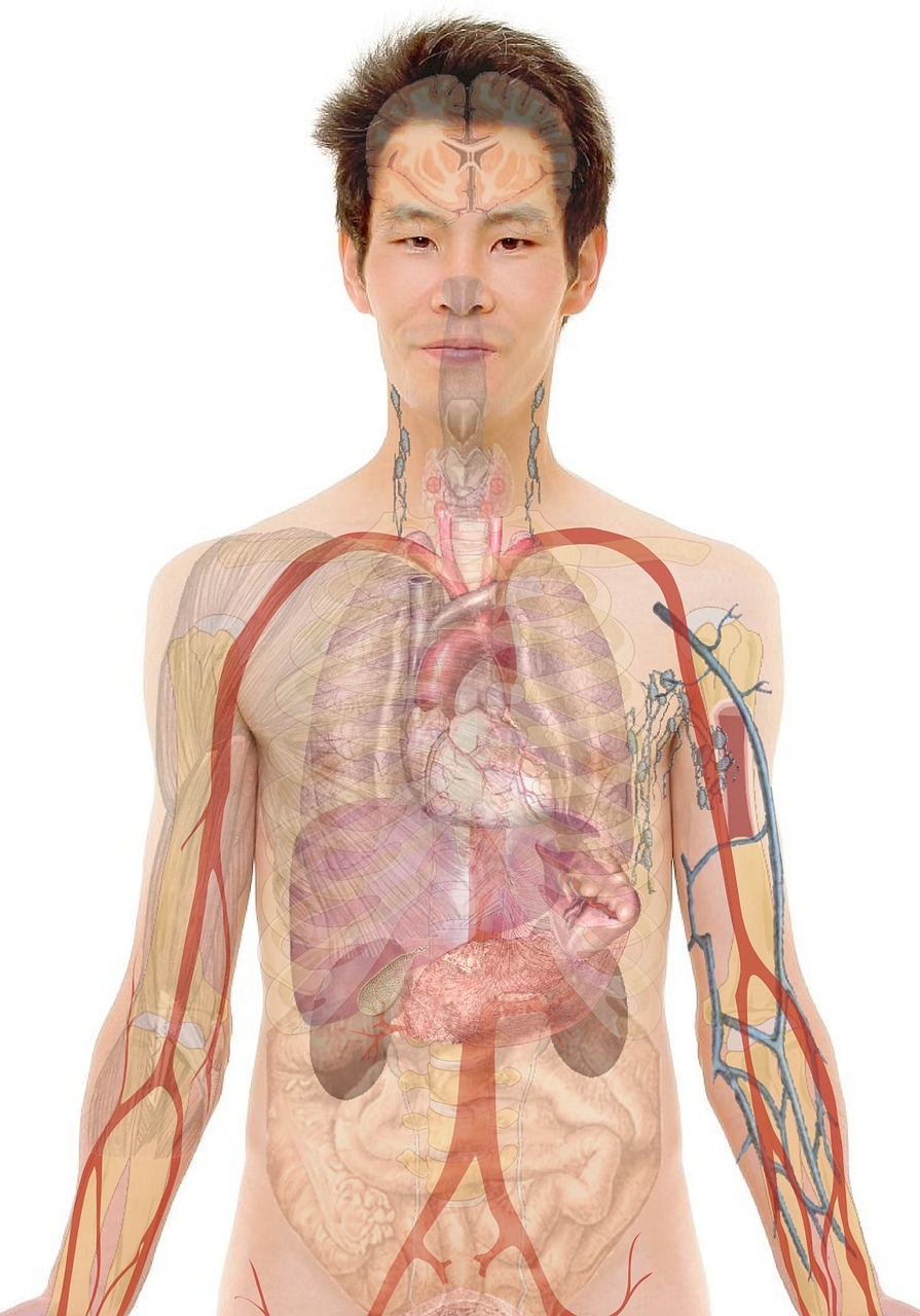 La cavité thoracique : anatomie complète, fonctions et pathologies