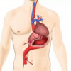 La crosse aortique : anatomie, fonctionnement et pathologies associées