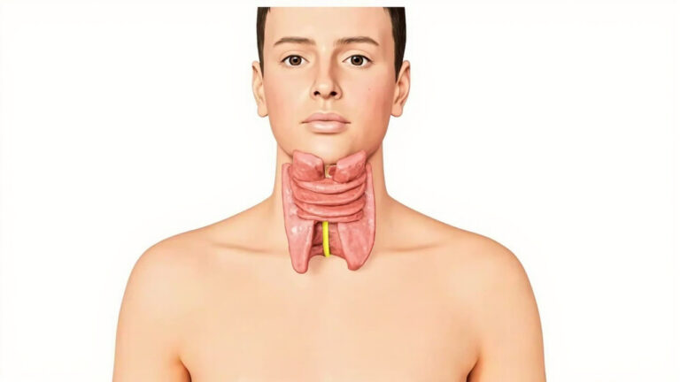 La glande thyroïde : anatomie, fonctions et rôle dans l&rsquo;organisme