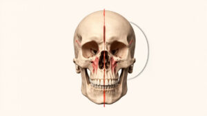 La ligne nuchale : anatomie, fonction et importance clinique