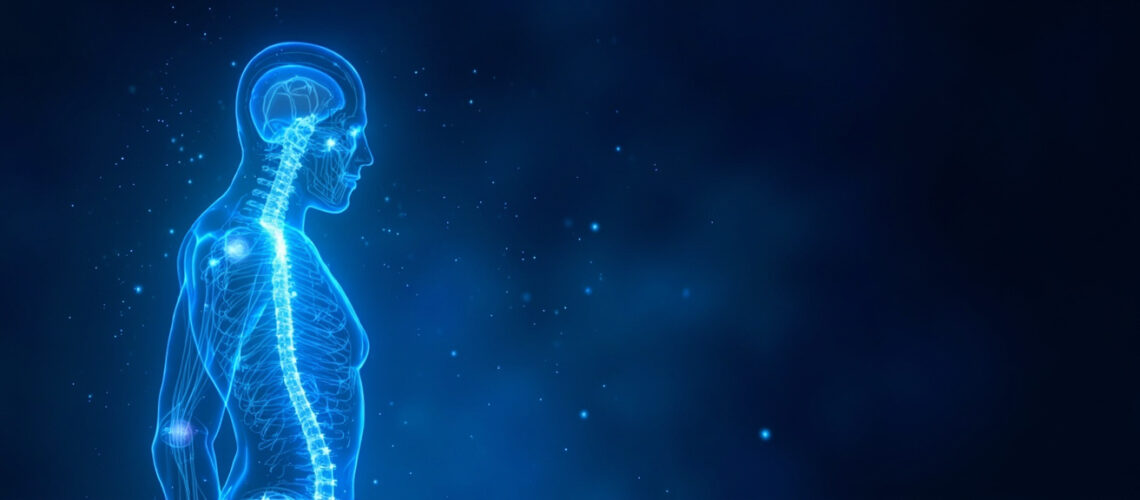 La moelle épinière : anatomie, fonctions et pathologies
