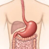 La muqueuse gastrique : structure, fonctions et pathologies