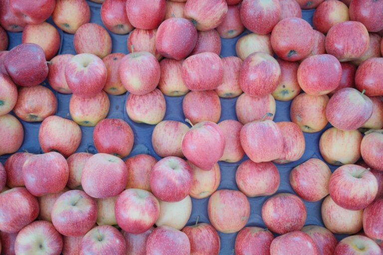 La pomme : un trésor nutritionnel aux multiples bienfaits santé