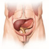 La Prostate : Anatomie, Fonctions et Santé