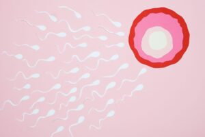 La semence : composition, production et santé reproductive masculine