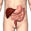 La valvule iléo-caecale : anatomie, fonction et pathologies