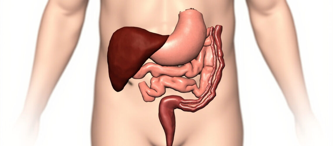La valvule iléo-caecale : anatomie, fonction et pathologies