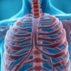 La veine azygos : anatomie, fonction et pathologies associées